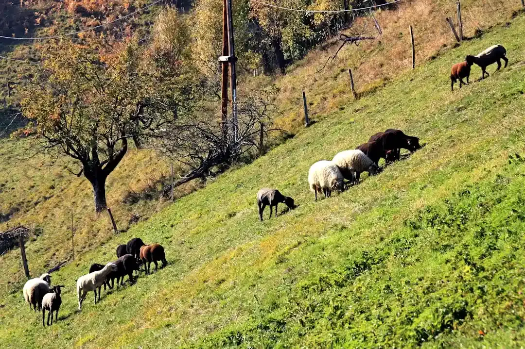 Ferme de animale lângă București: O evadare perfectă pentru familii