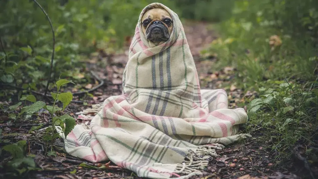 Cum să-ți ajuți copilul să treacă cu bine peste schimbări?